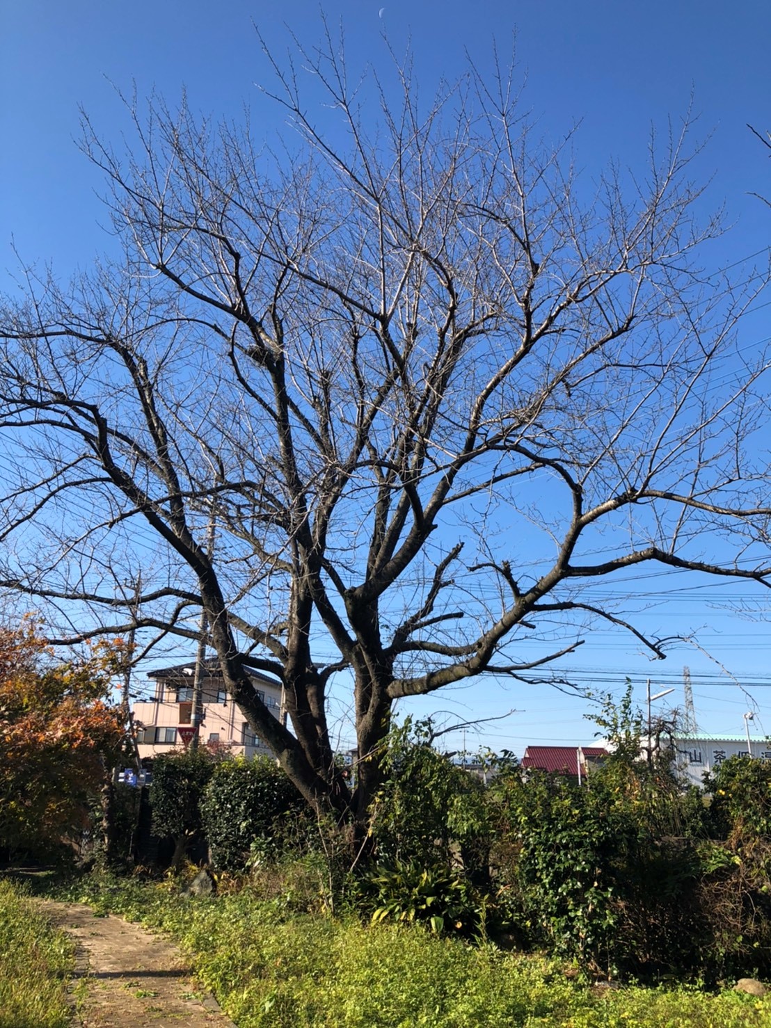 桜の枯れ木伐採 埼玉県入間市ｓ様邸 八王子の造園 植木 庭のお手入れ 株式会社ワールドグリーン
